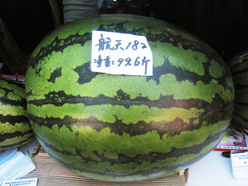 航天182西瓜品种是经过的西瓜专家曾繁盛老师专心研究26年发明